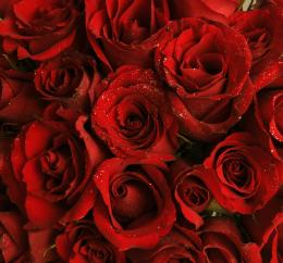 red red roses