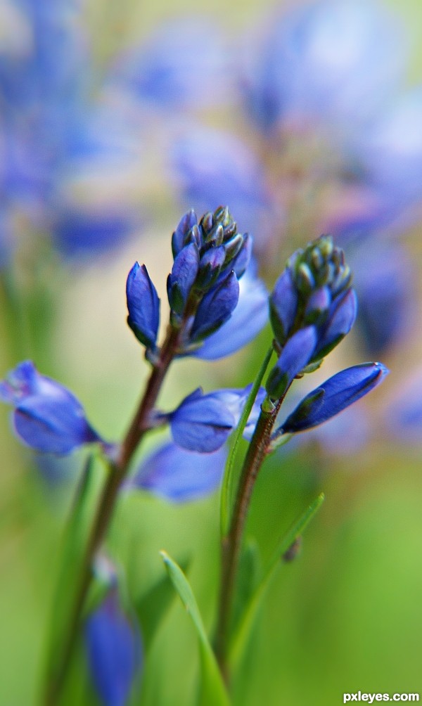 Blue flowers