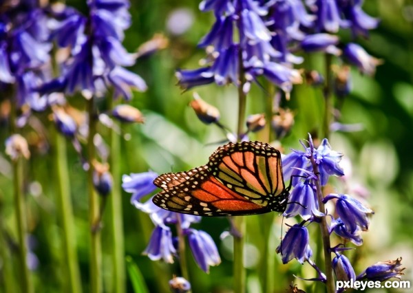 Butterfly on bluebells