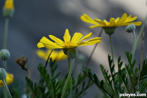 Daisies