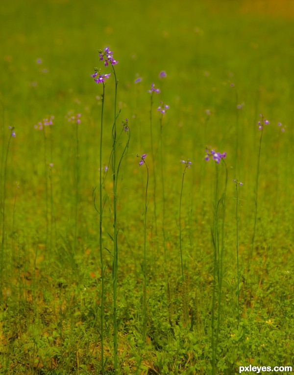 Delicate DOF