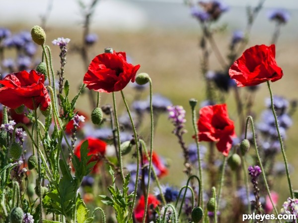 Poppies by the roadside