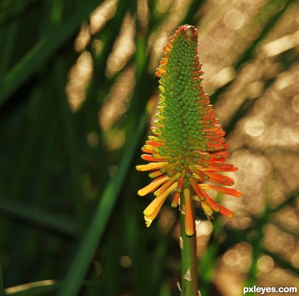 Red Hot Poker