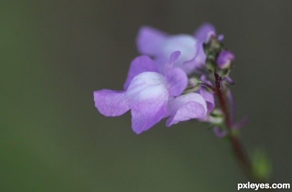 The Color Purple