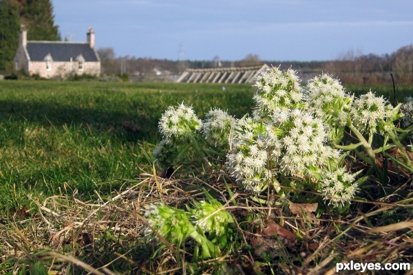 White Butterbur