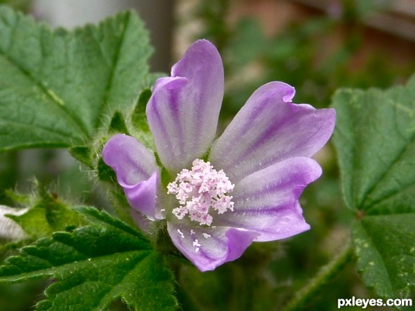 first spring flowers