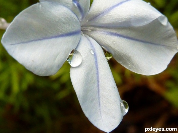 pale blue with the drops
