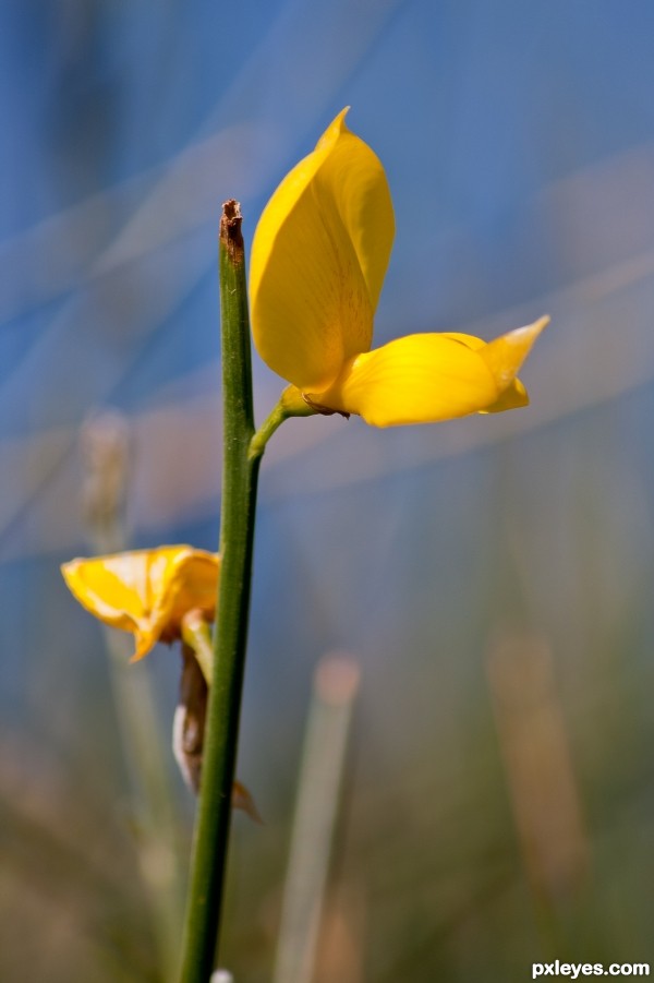 yellow