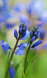 Blue flowers