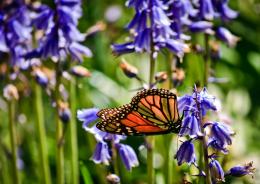 Butterflyonbluebells