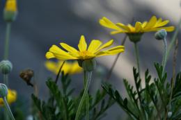 Daisies