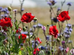 Poppies by the roadside