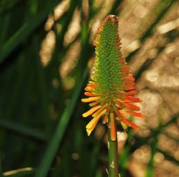 Red Hot Poker