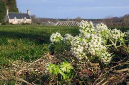 WhiteButterbur