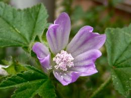 firstspringflowers