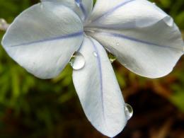 pale blue with the drops