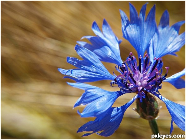 Bluebottle in the wind