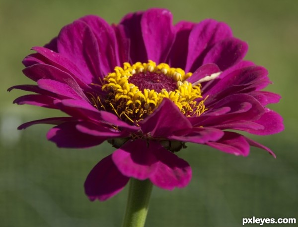 Purple Flower