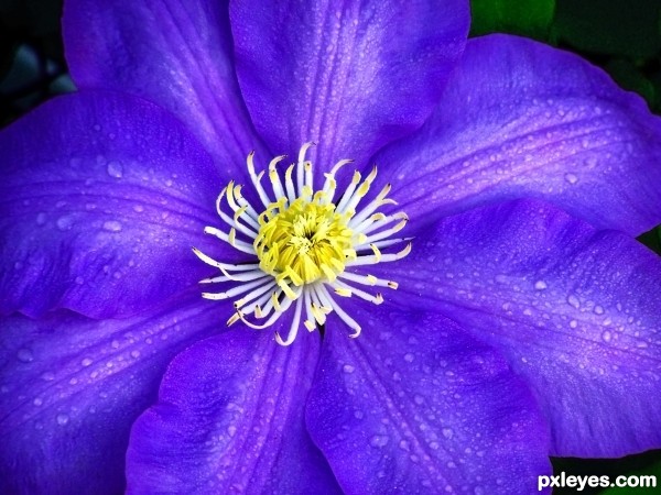 Flower on My Porch