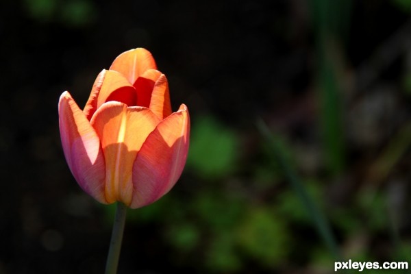 Lightened tulip
