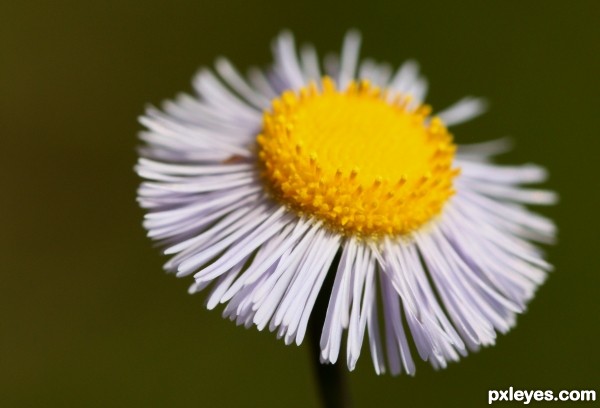 Little Flower (weed)