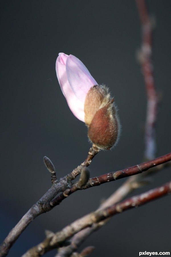 Magnolia