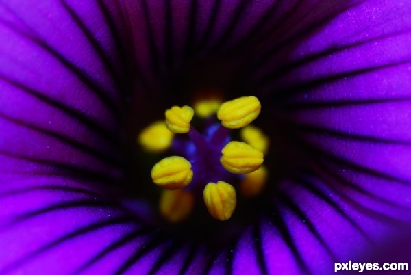 Oxalis corniculata L.