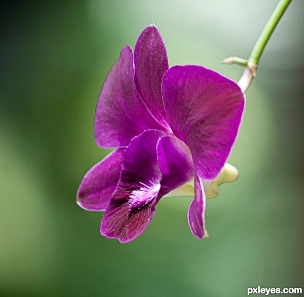 Singapore orchid