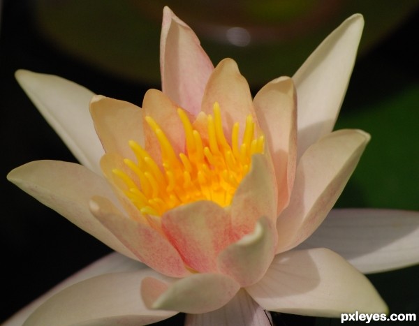 Water Lily