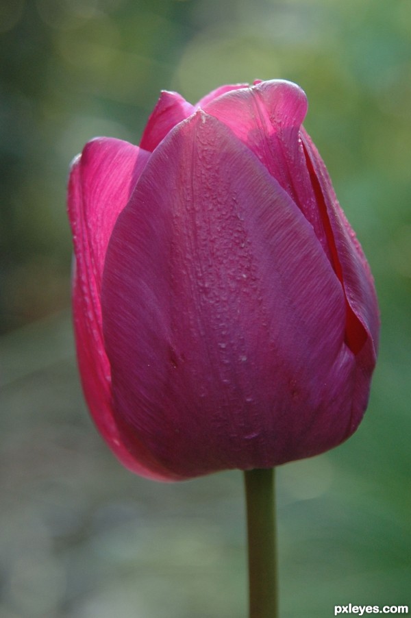 The Tulip