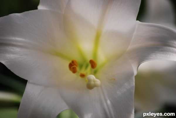 White Lily