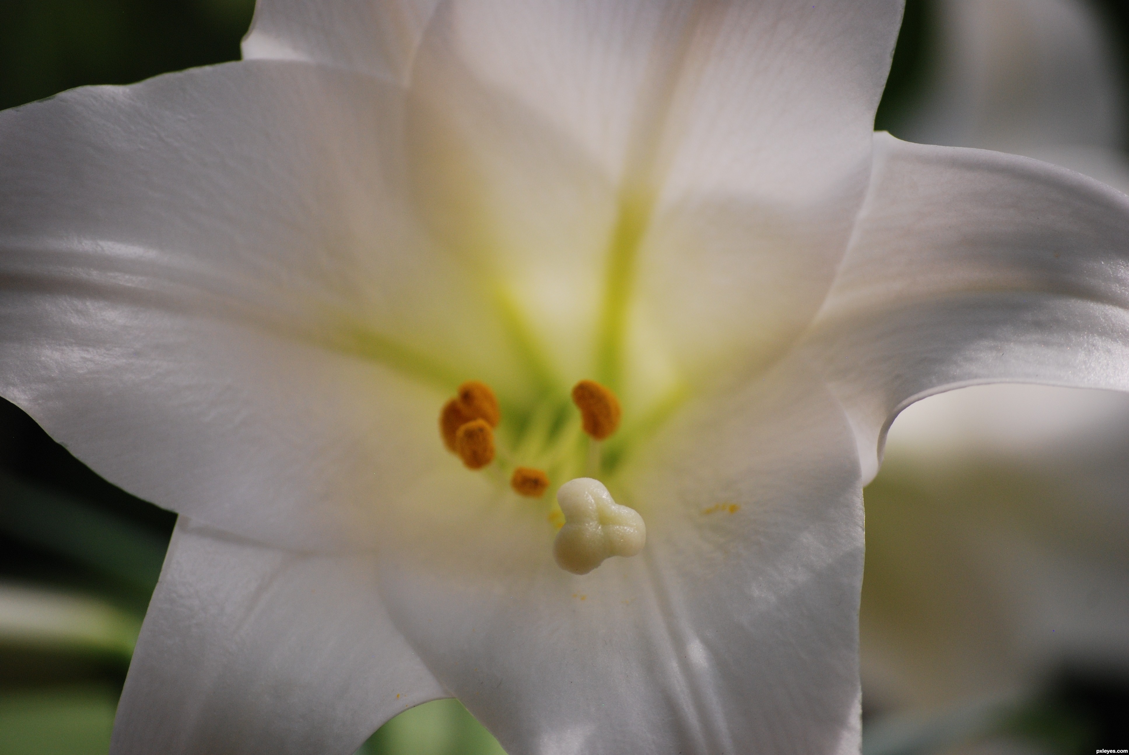 White Lily picture, by k5683 for: flower heads 2 photography contest