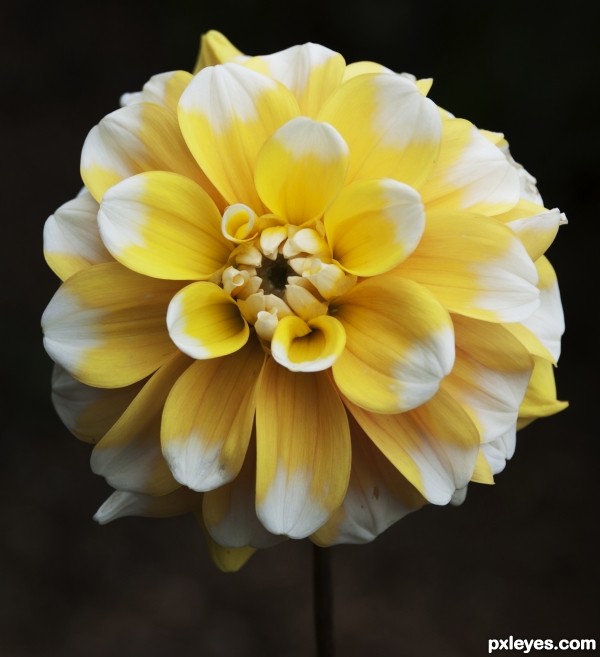 White tipped petals