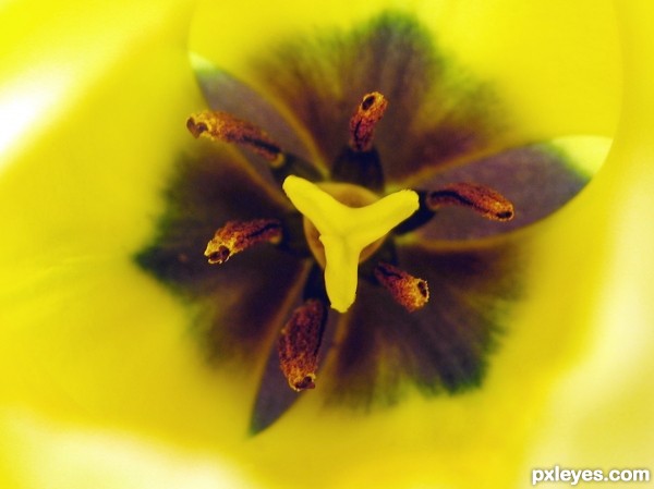 Yellow Tulip