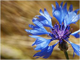 Bluebottleinthewind