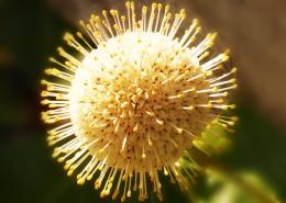 ButtonBush