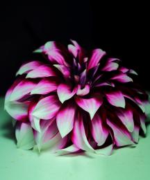 Dahlia