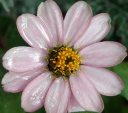 Flower in the Garden