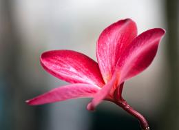 Frangipani