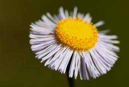 Little Flower (weed)