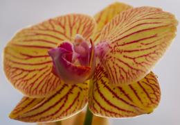 Orchid