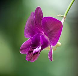 Singapore orchid