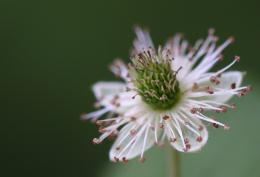 Small bloom of beauty