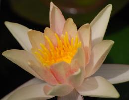 WaterLily