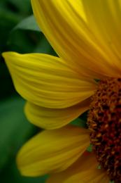 Sunflower Picture