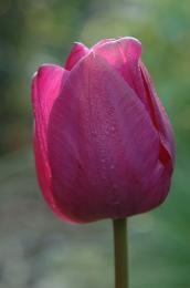 The Tulip