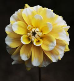 White tipped petals