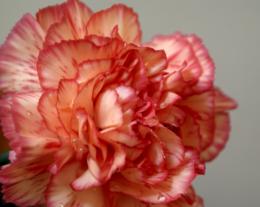 carnation