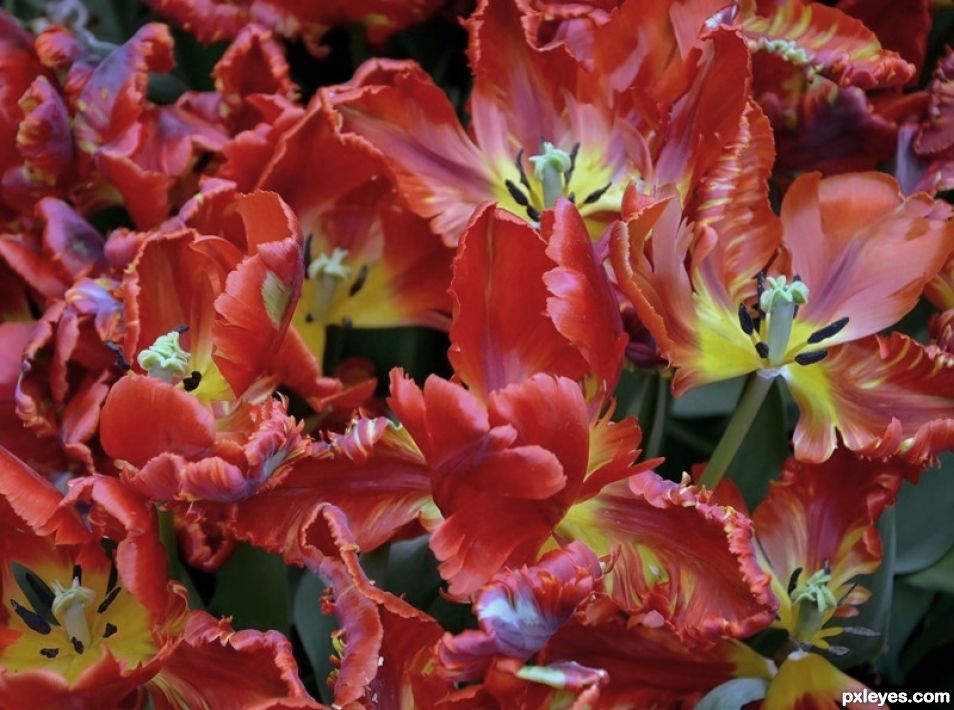 Full-Bloom Tulips