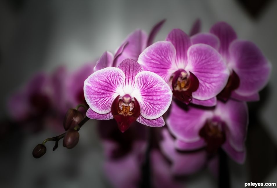 Orchids